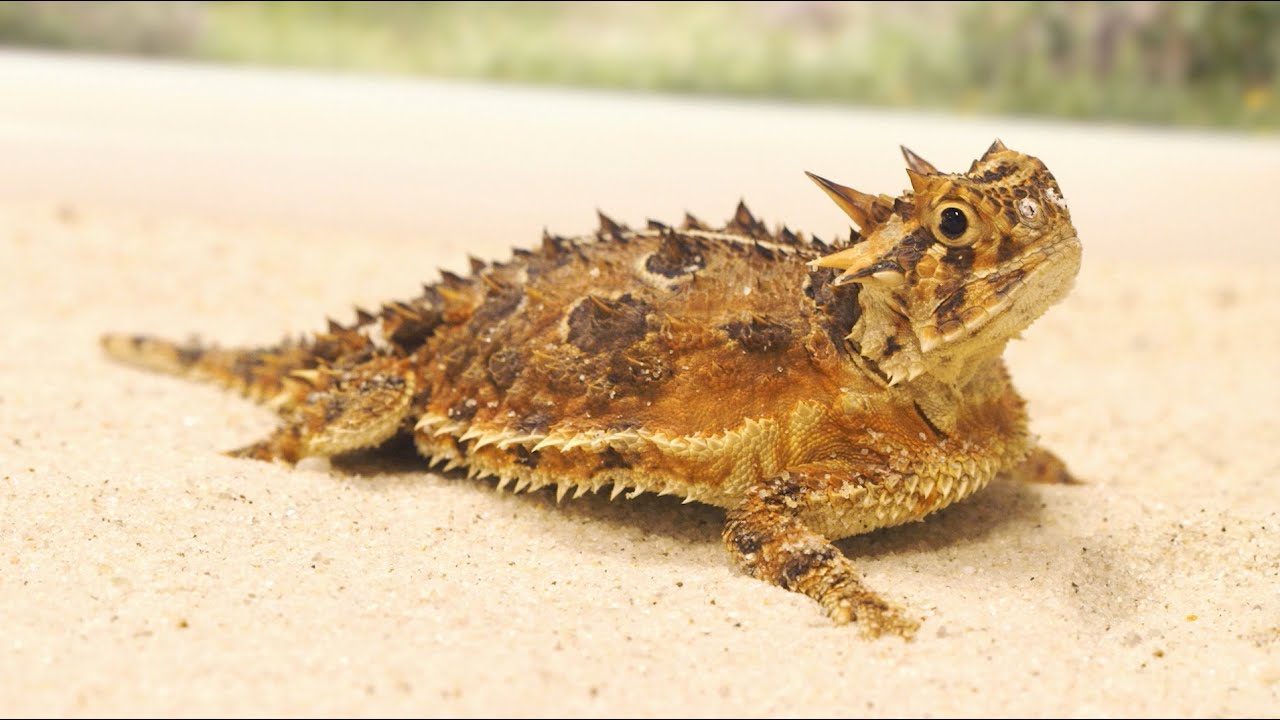 Happy World Lizard Day 2021: Date, History, Significance and